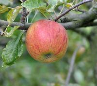 Zoete Oranje 1441 æble